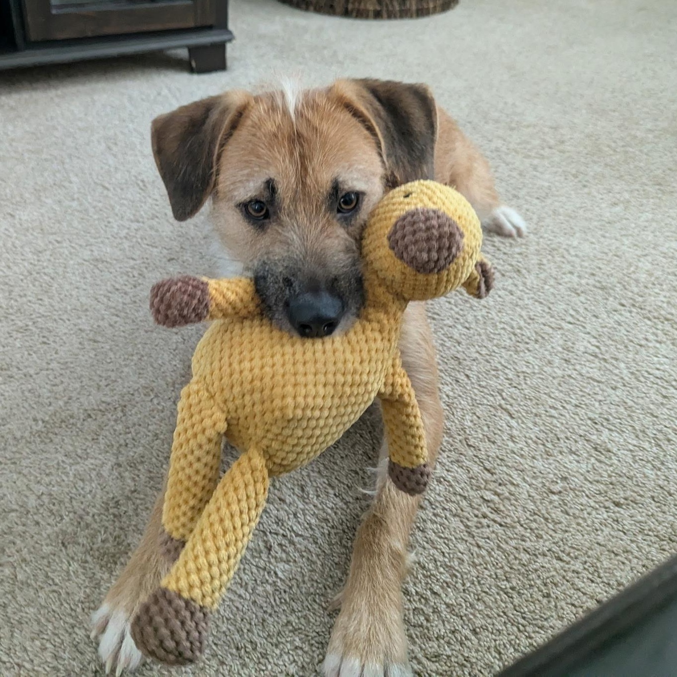 Enlarge Emmie: Zoomies, snuggles, and endless love, a Adoptable mixed breed in Hampton, , NH image 5/6