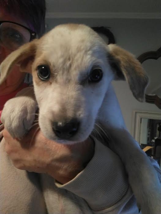 BLOSSOM, Adopted, Young Female Australian Cattle Dog / Blue Heeler.