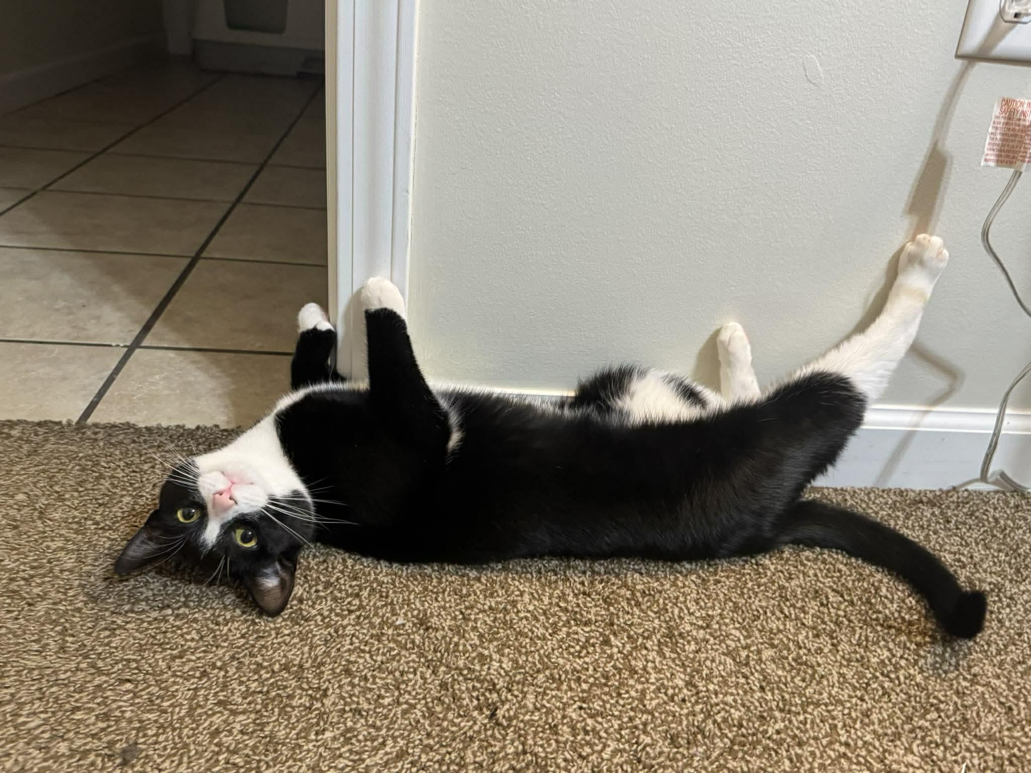 Prim, a ADOPTABLE Extra-Toes Cat / Hemingway Polydactyl in Irwin, PA image 2/5