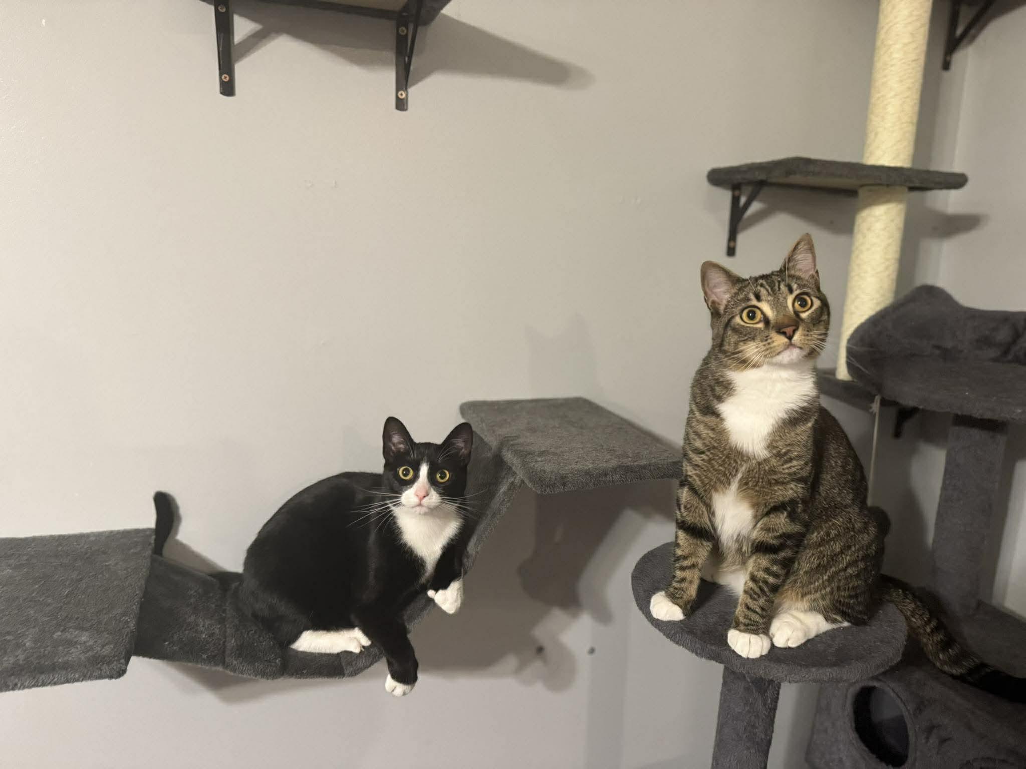 Prim, a ADOPTABLE Extra-Toes Cat / Hemingway Polydactyl in Irwin, PA image 4/5