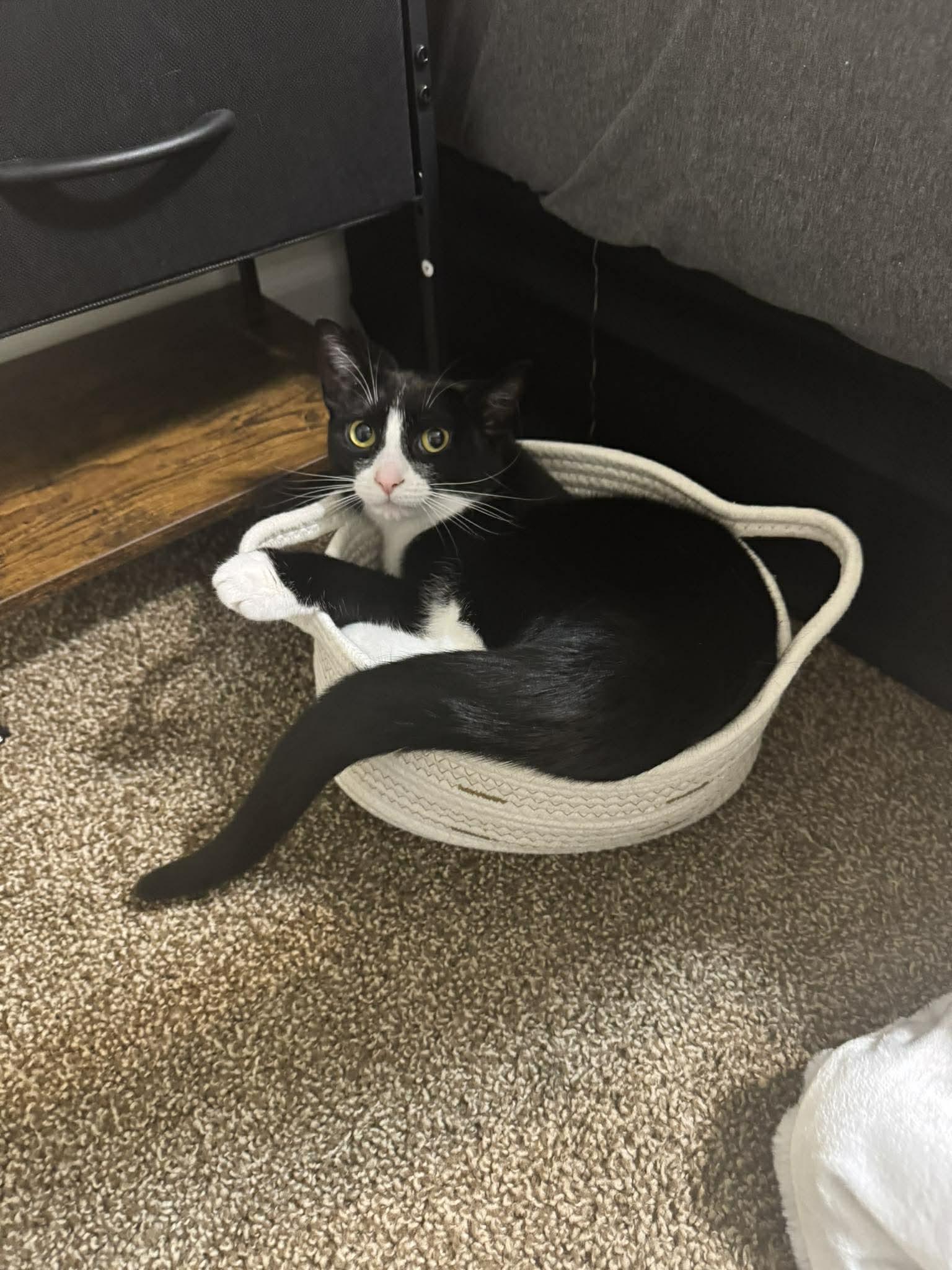 Prim, ADOPTABLE, Young Female Extra-Toes Cat / Hemingway Polydactyl.