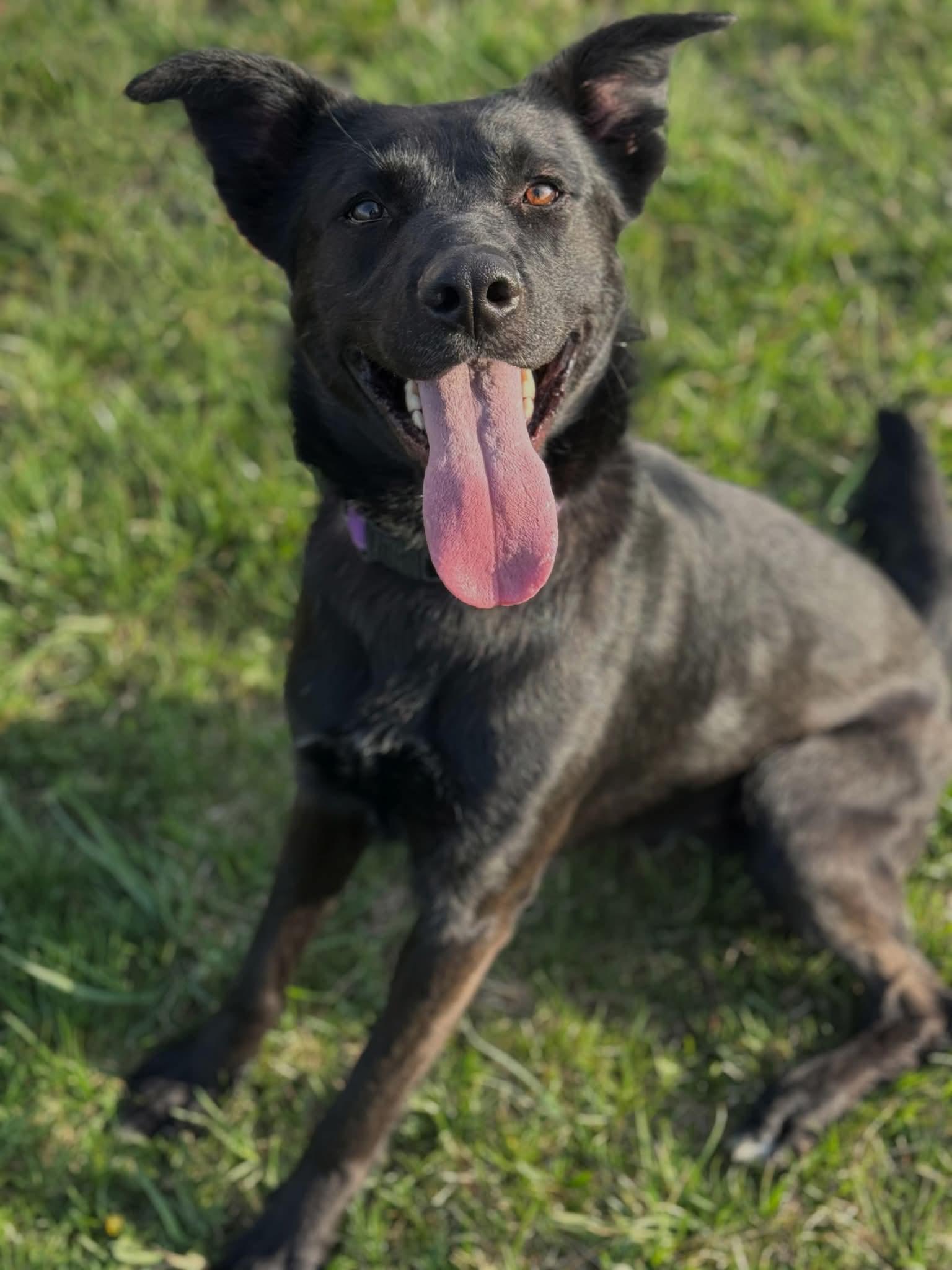 Comet, Adoptable, Adult Male Labrador Retriever.