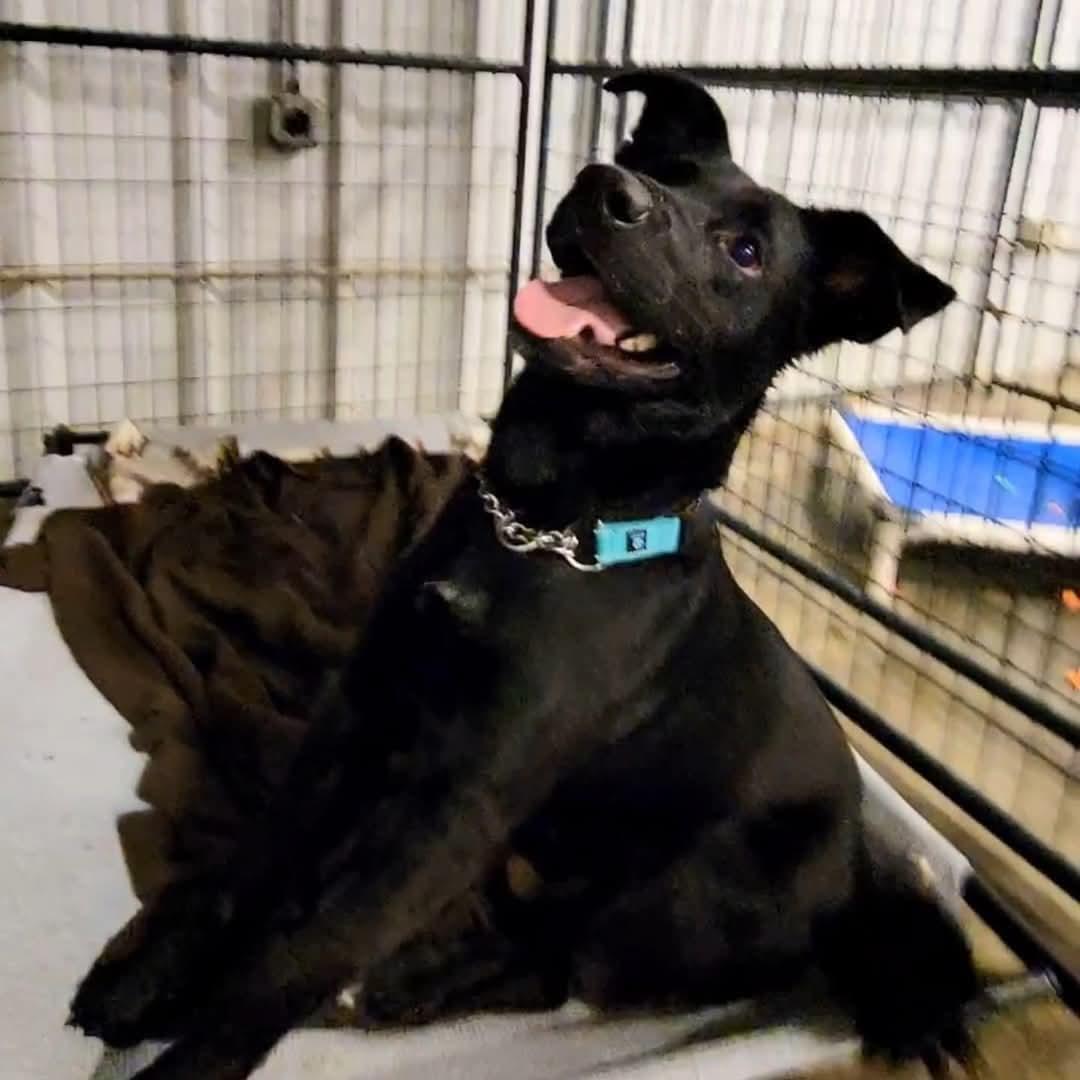 Comet, Adoptable, Adult Male Labrador Retriever.