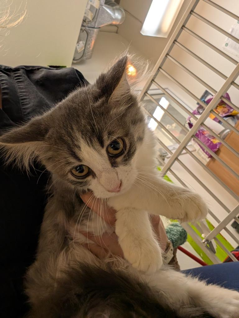 Why, Adoptable, Young Male Domestic Medium Hair.