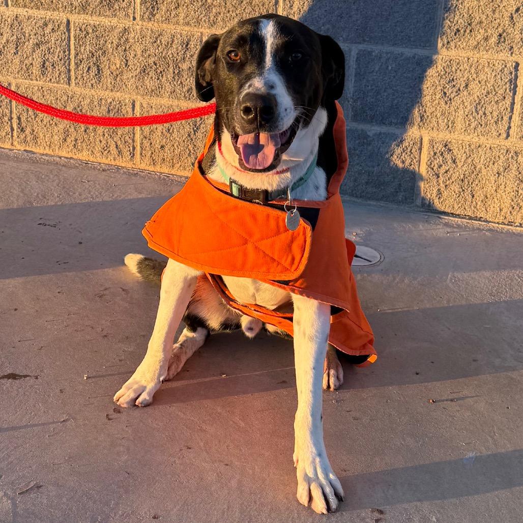 Otis, Adoptable, Young Male Border Collie & Mixed Breed.