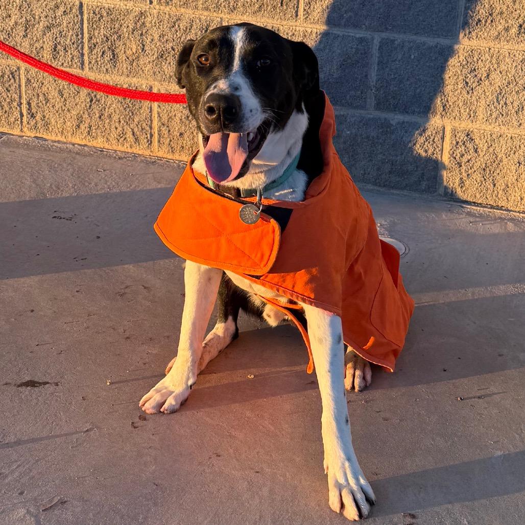 Otis, a Adoptable mixed breed in Cedaredge, CO image 6/6