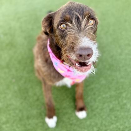 Enlarge Poppy, a Adoptable mixed breed in Largo, FL image 1/3