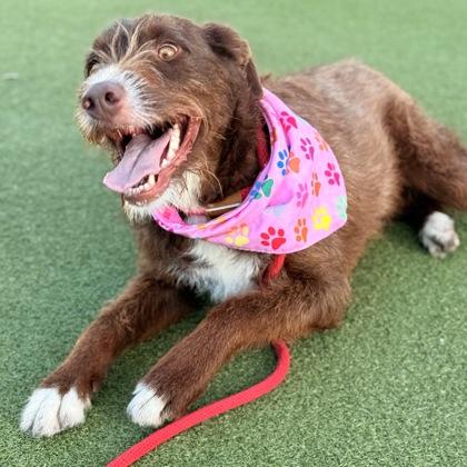 Enlarge Poppy, a Adoptable mixed breed in Largo, FL image 2/3