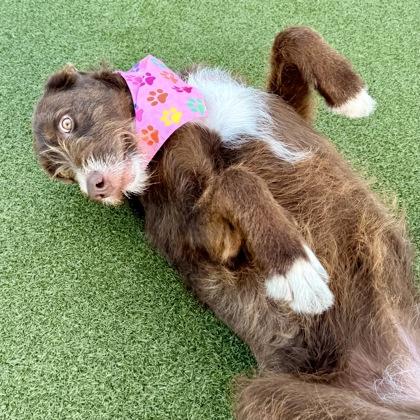 Enlarge Poppy, a Adoptable mixed breed in Largo, FL image 3/3