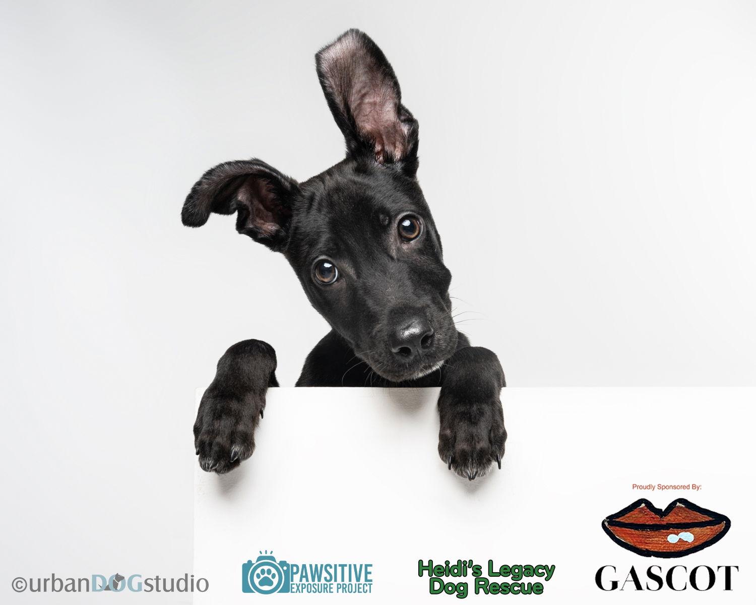 Diesel - M, Adoptable, Young Male Doberman Pinscher & Labrador Retriever.