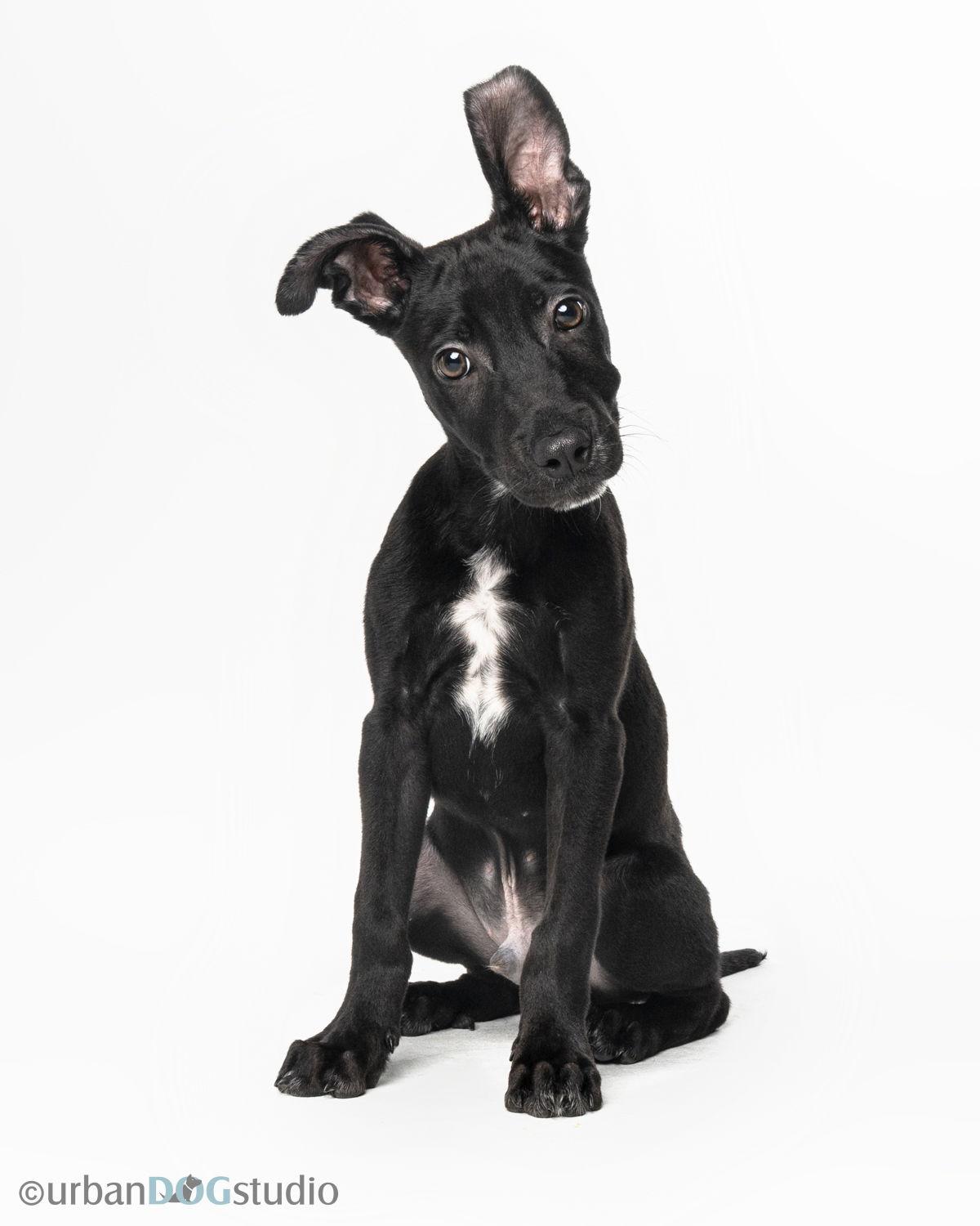 Diesel - M, a Adoptable mixed breed in Tampa, FL image 2/3