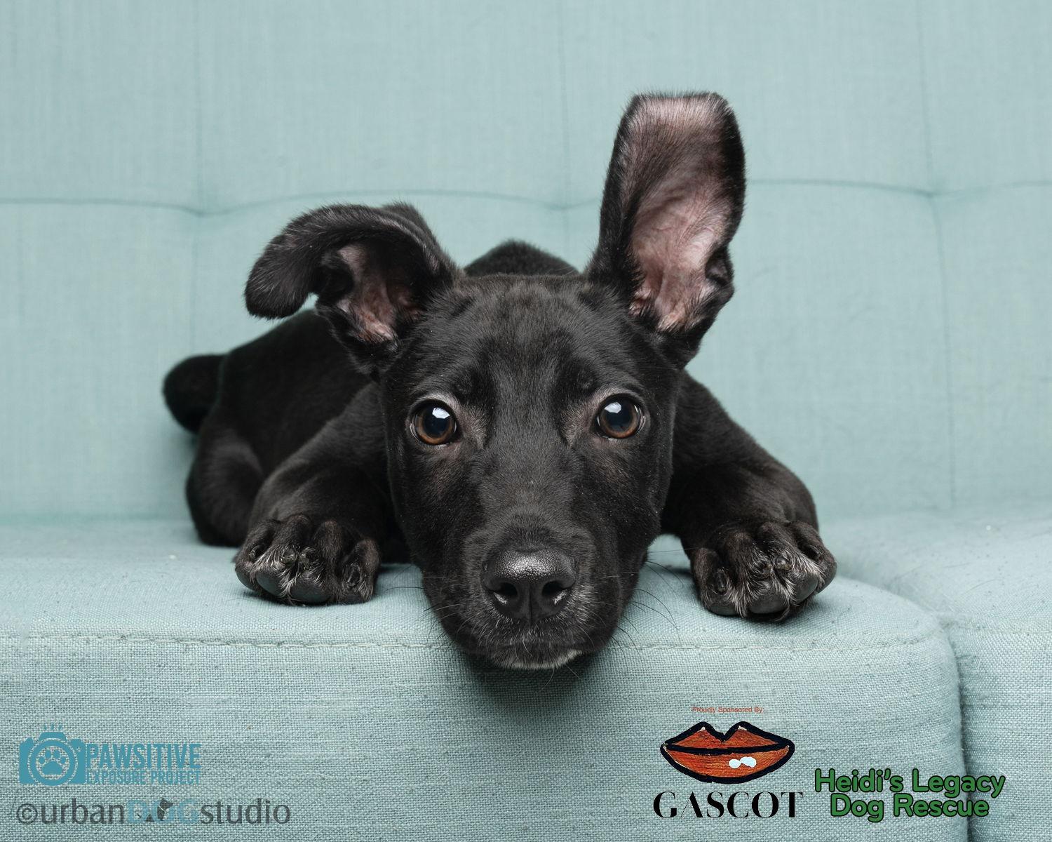 Diesel - M, a Adoptable mixed breed in Tampa, FL image 3/3