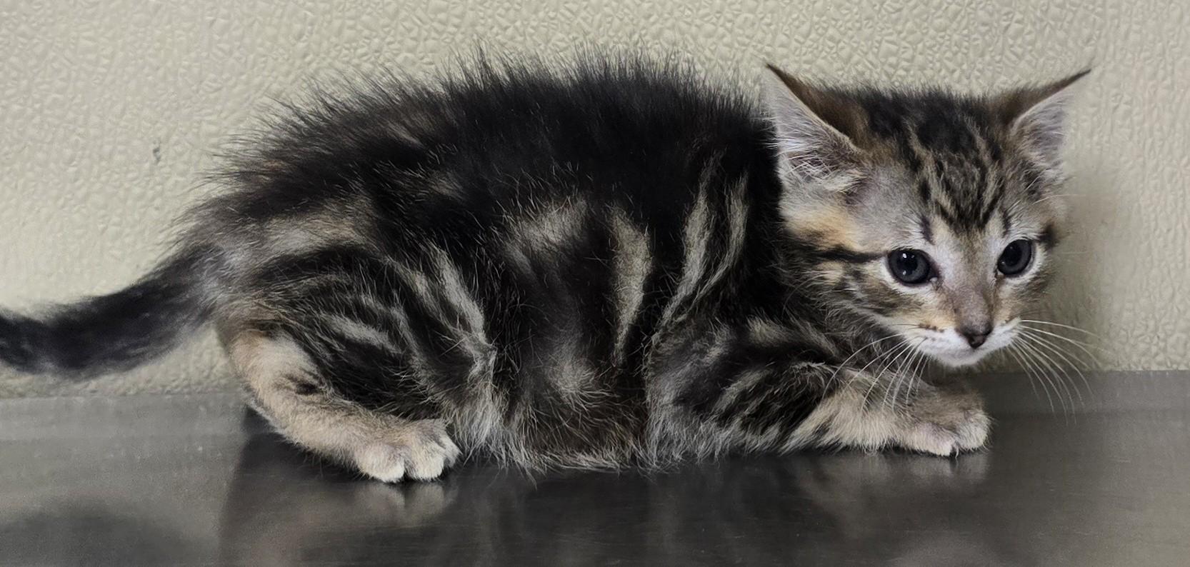 Edison, adoptable, Kitten Male Domestic Short Hair.