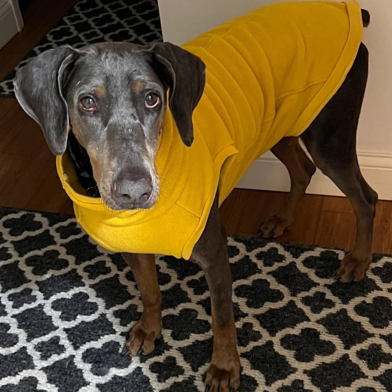 Enlarge Nadia, a ADOPTABLE Doberman Pinscher in Columbus, OH image 3/3