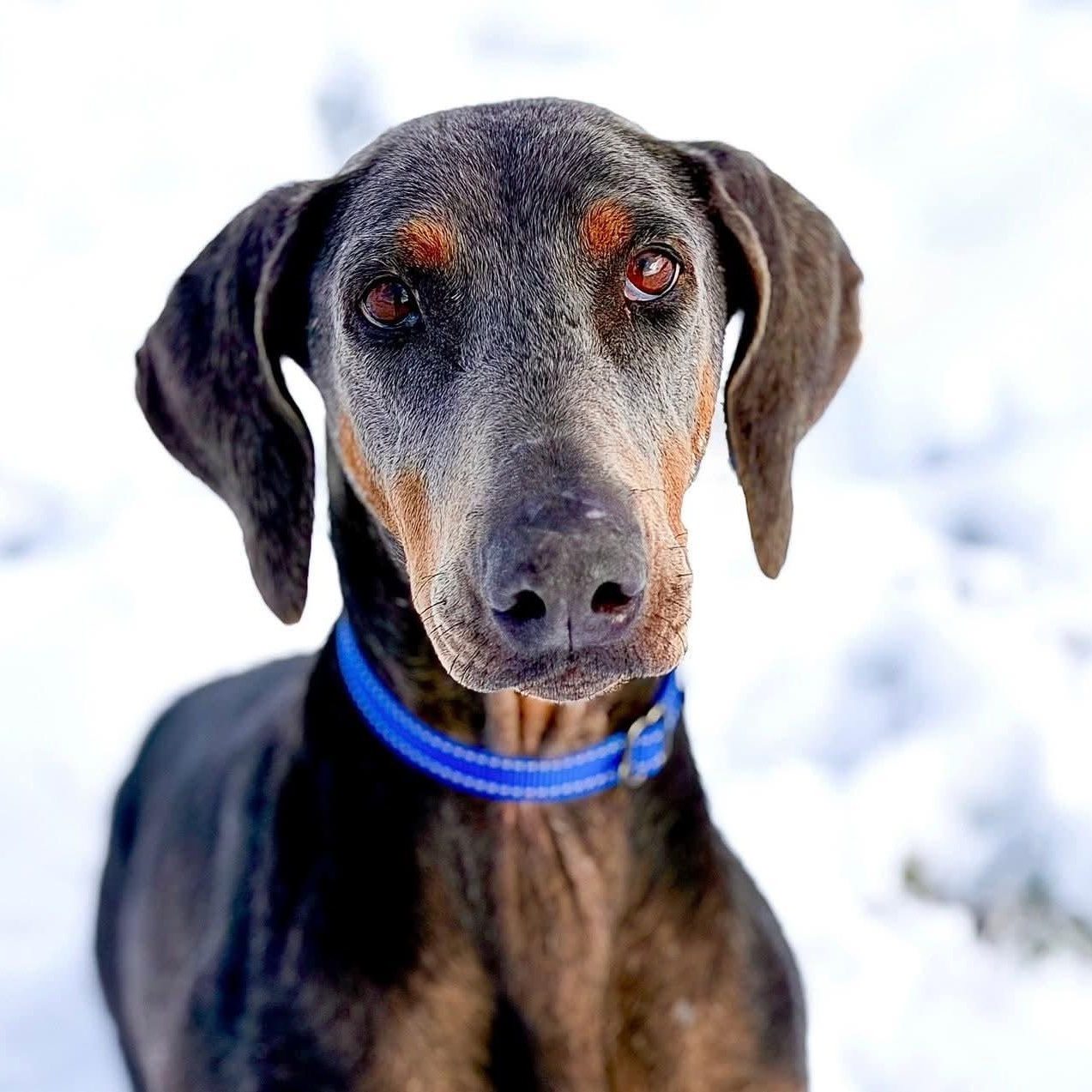 Nadia, ADOPTABLE, Adult Female Doberman Pinscher.