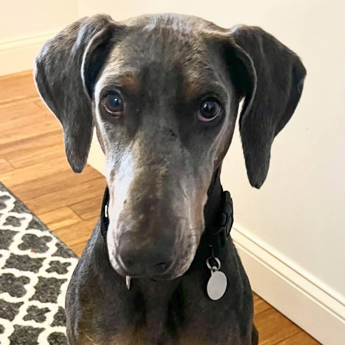 Enlarge Nadia, a ADOPTABLE Doberman Pinscher in Columbus, OH image 2/3