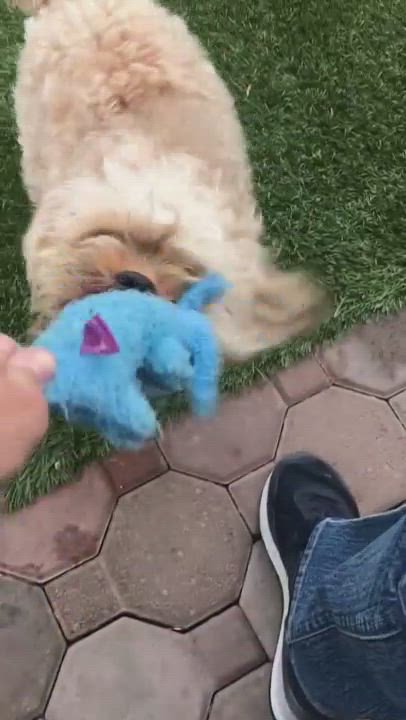 Enlarge Wookie, a Adopted Havanese in Knightsen, CA video 6/11