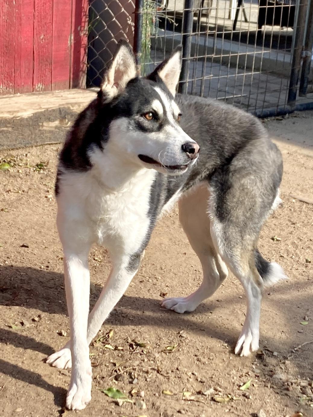 Enlarge Lassie, an adoptable mixed breed in Camp Pendleton, CA image 2/6
