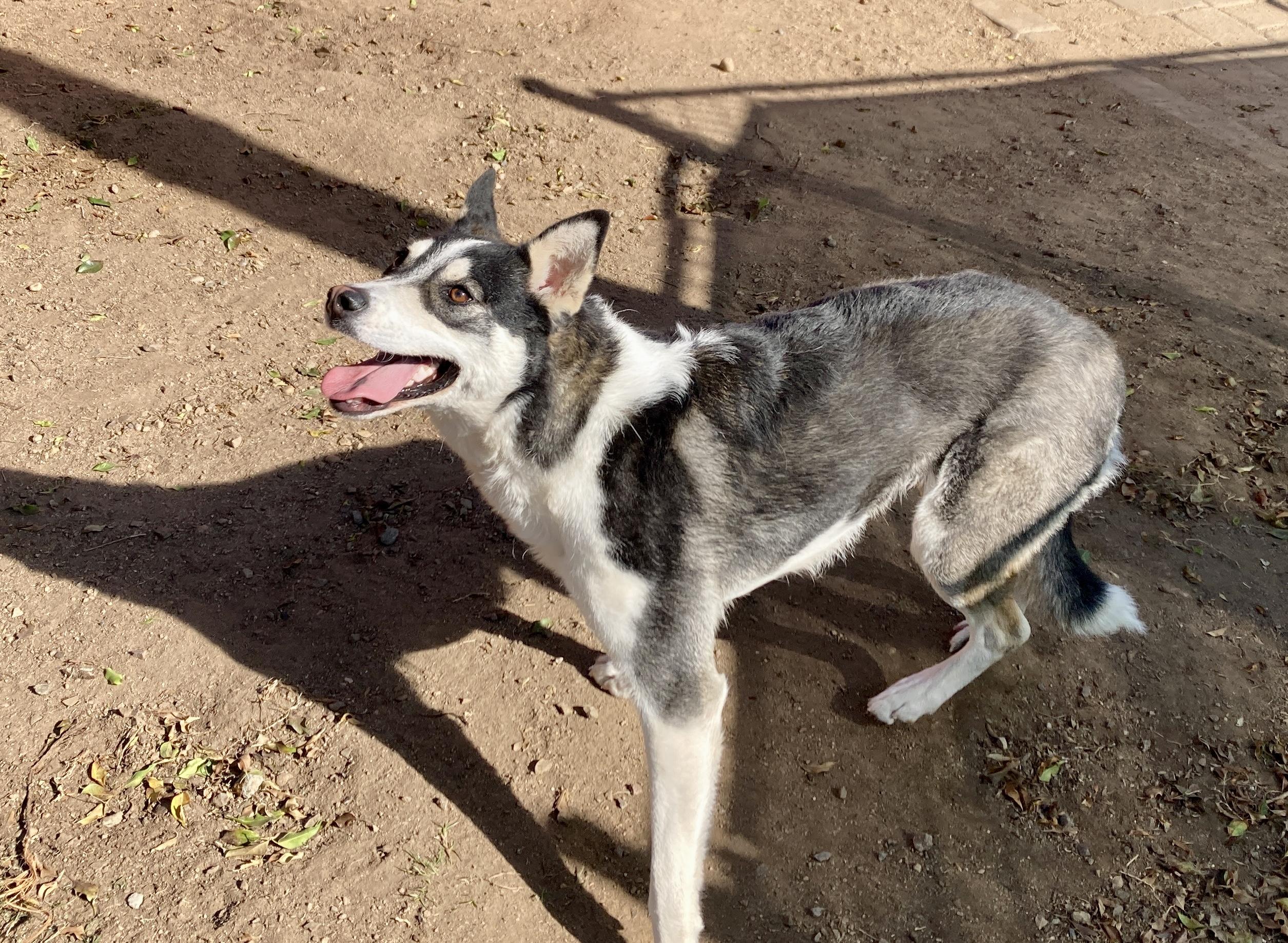 Enlarge Lassie, an adoptable mixed breed in Camp Pendleton, CA image 3/6