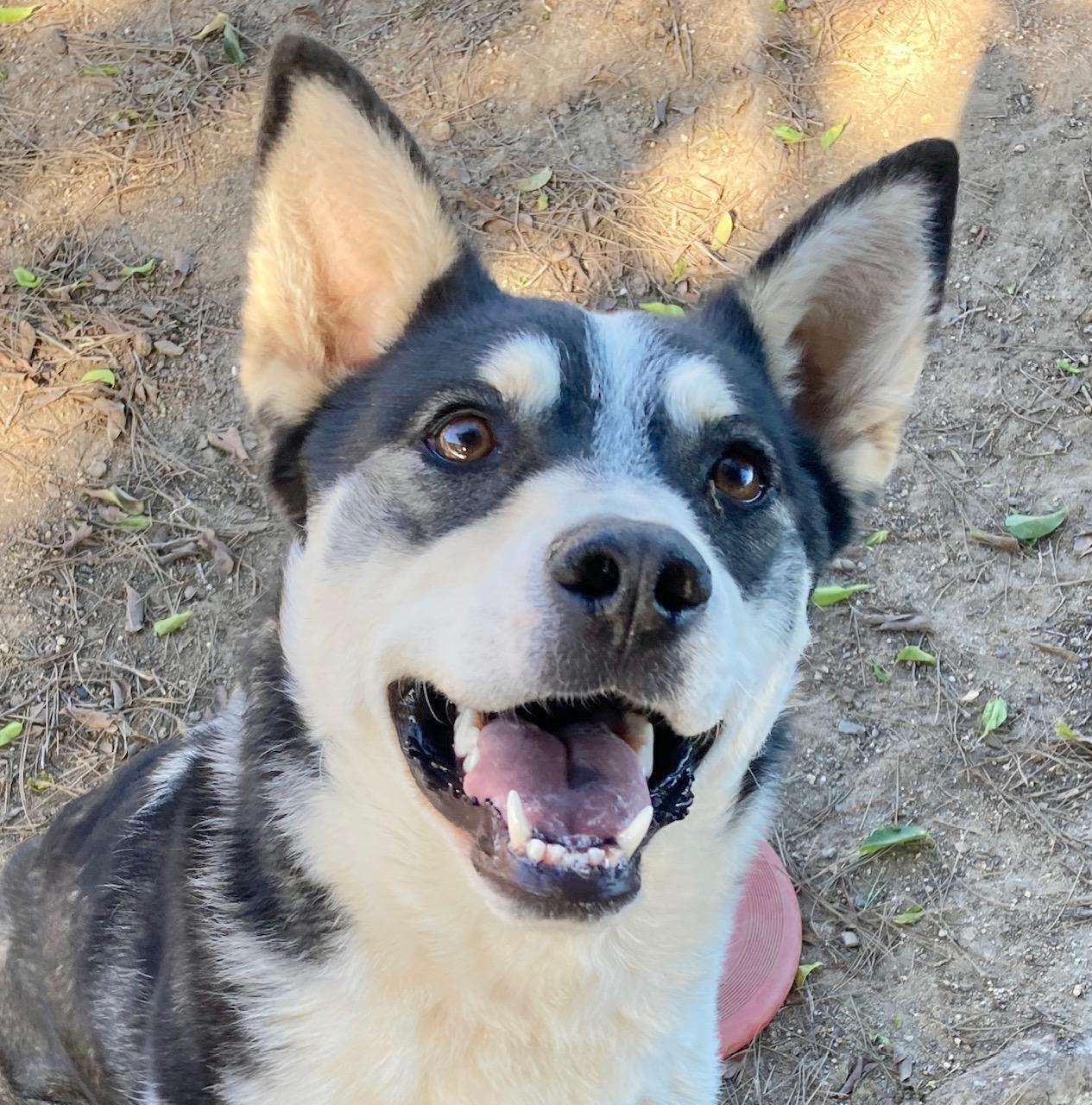 Enlarge Lassie, an adoptable mixed breed in Camp Pendleton, CA image 1/6
