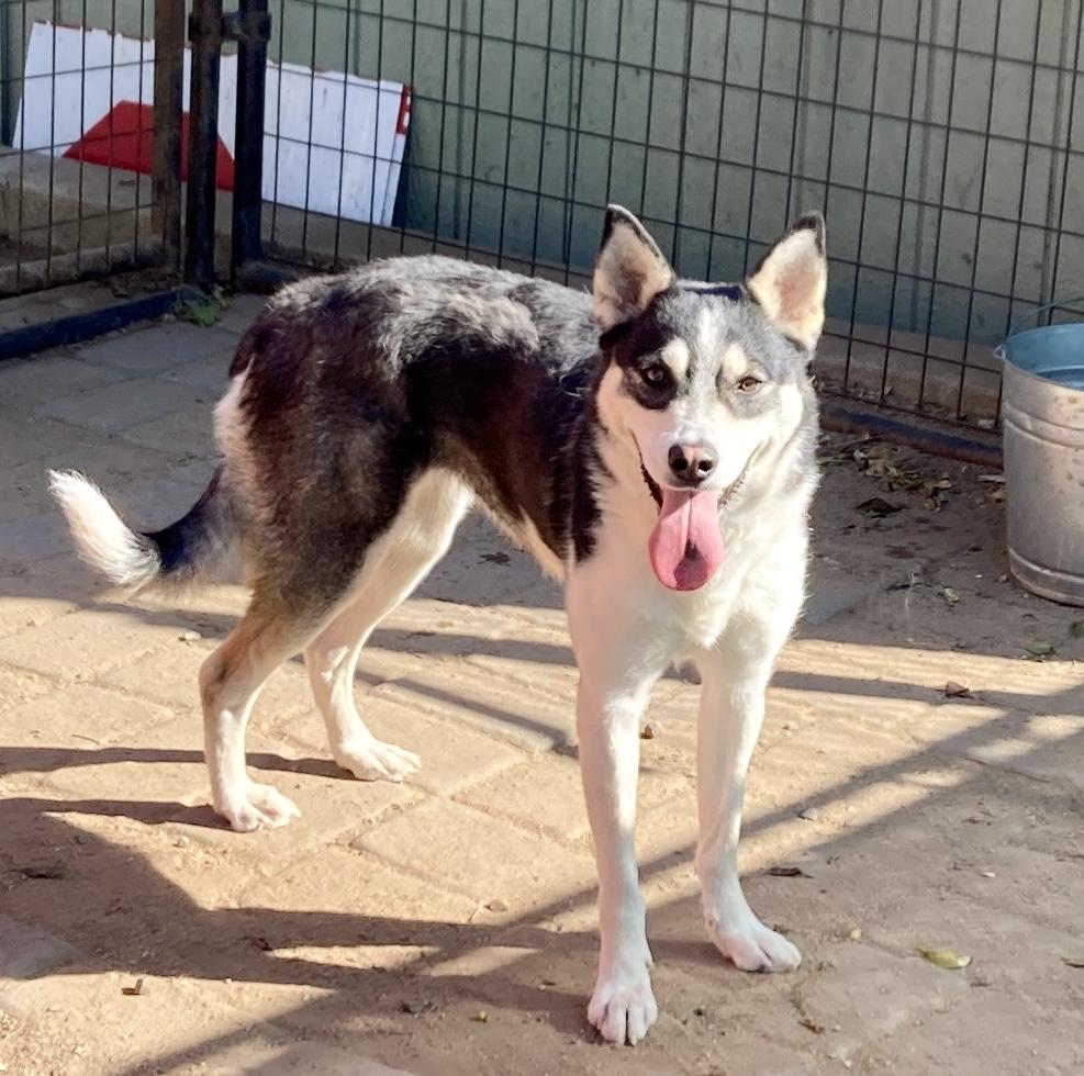 Enlarge Lassie, an adoptable mixed breed in Camp Pendleton, CA image 4/6