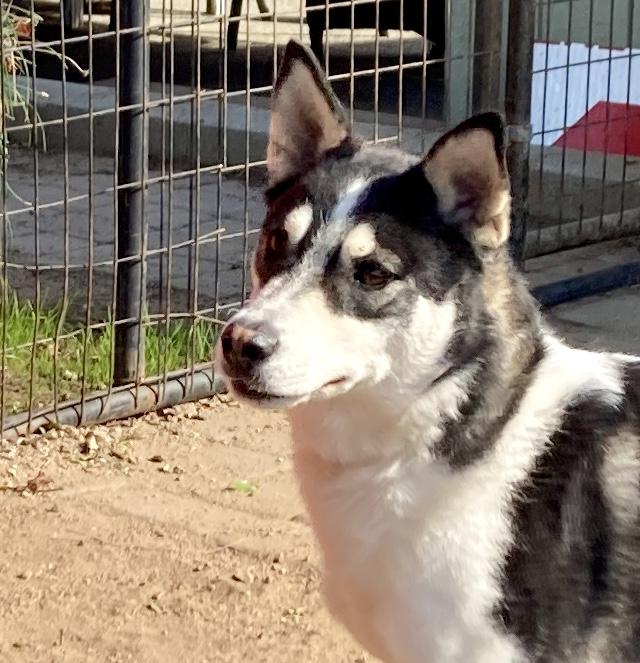 Lassie, adoptable, Young Female Husky.