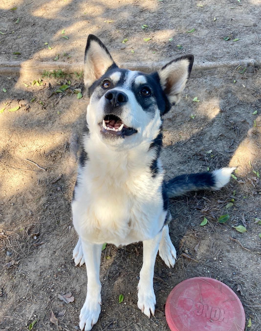 Enlarge Lassie, an adoptable mixed breed in Camp Pendleton, CA image 3/6