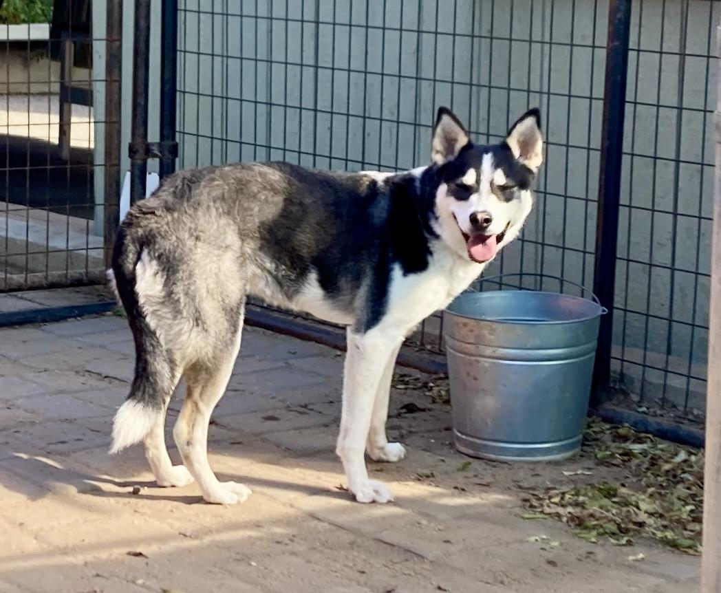 Enlarge Lassie, an adoptable mixed breed in Camp Pendleton, CA image 6/6