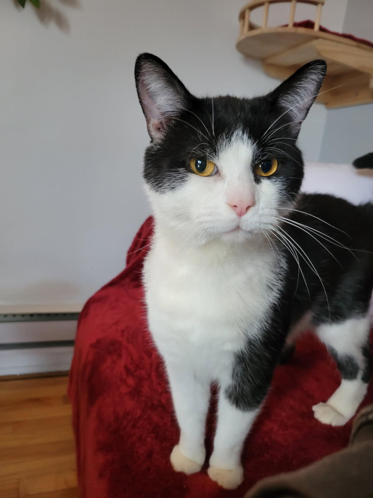 Donut, a ADOPTABLE Domestic Short Hair in Anjou, QC image 4/5