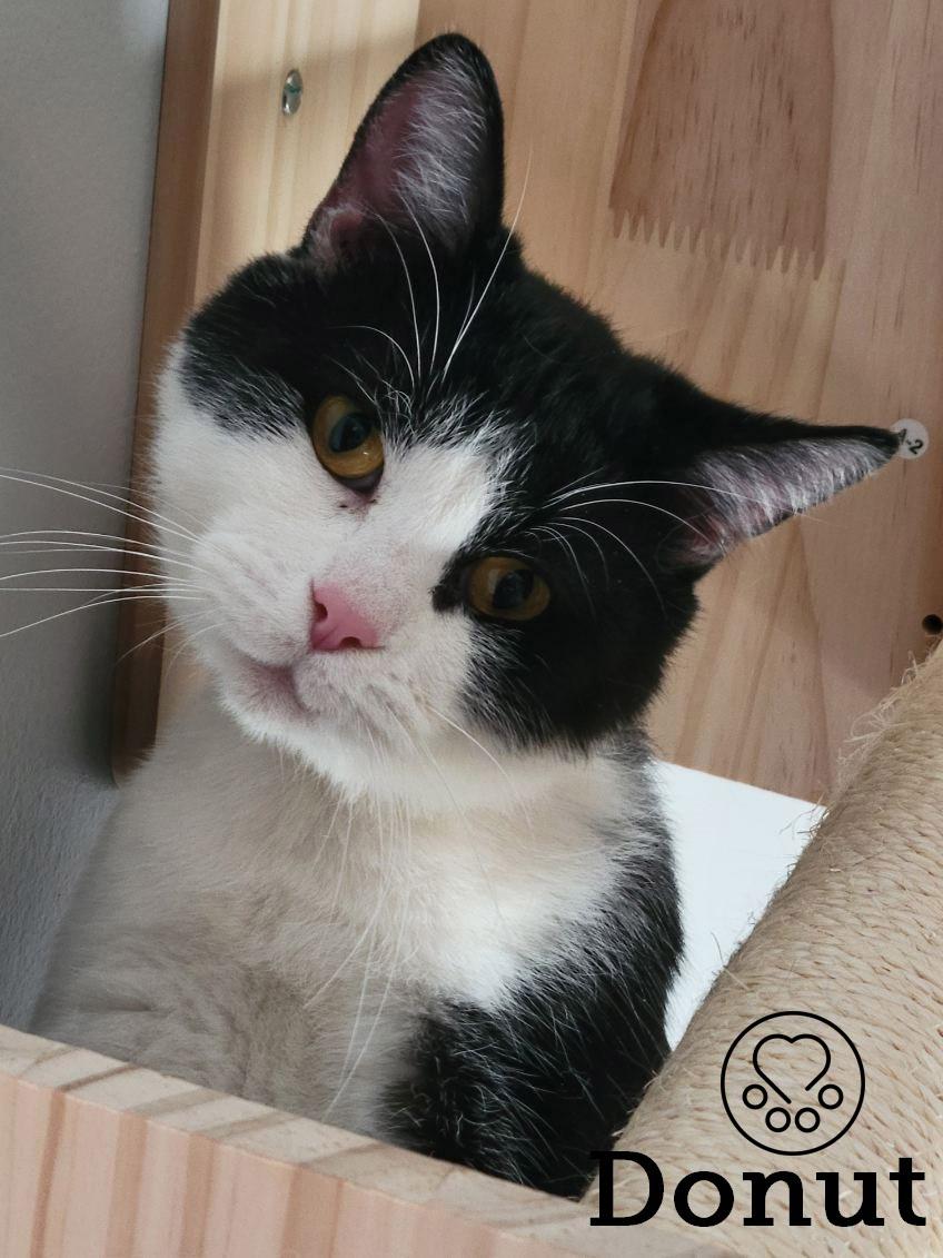 Donut, ADOPTABLE, Adult Male Domestic Short Hair.