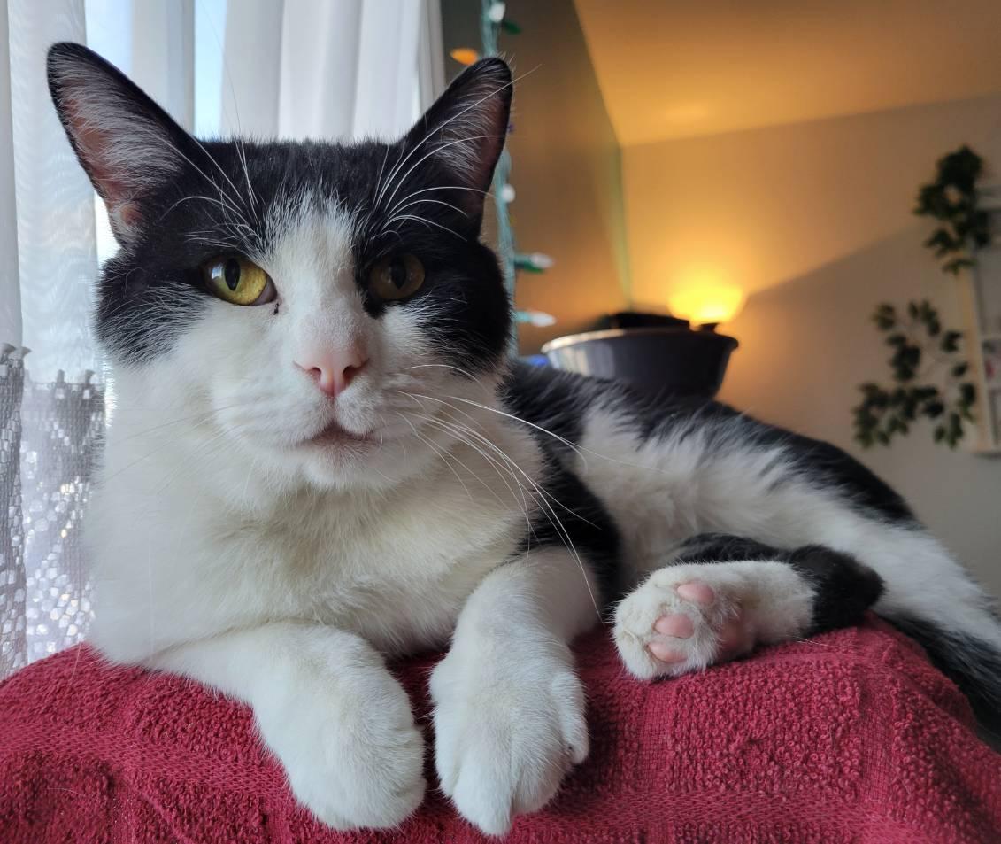 Donut, a ADOPTABLE Domestic Short Hair in Anjou, QC image 3/5