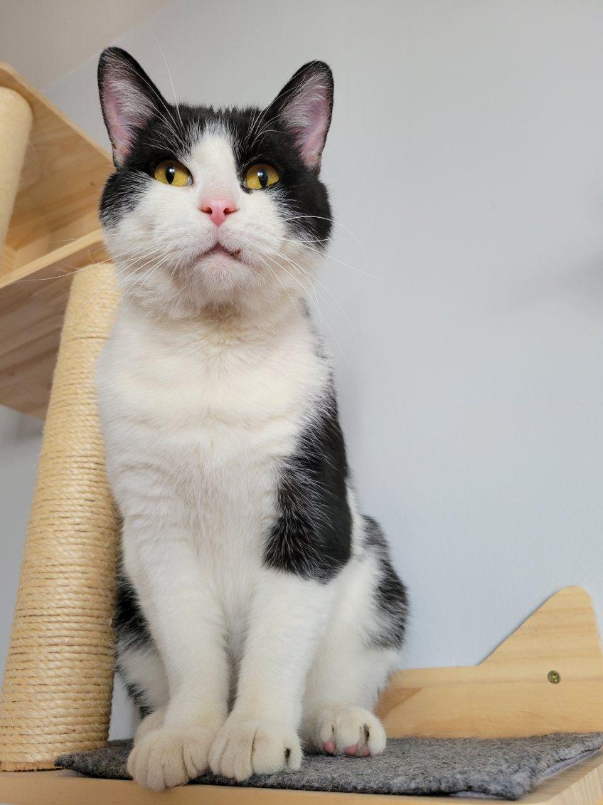 Donut, a ADOPTABLE Domestic Short Hair in Anjou, QC image 5/5