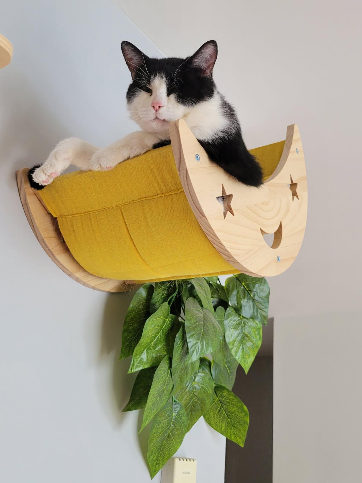 Donut, a ADOPTABLE Domestic Short Hair in Anjou, QC image 2/5