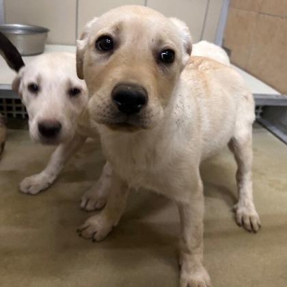 Beetle, Adoptable, Puppy Female Mixed Breed & Mixed Breed.