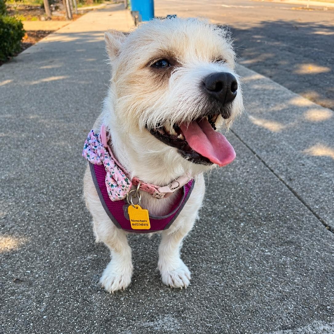 Enlarge Cindy Bear, a ADOPTABLE mixed breed in San Francisco, CA image 2/5