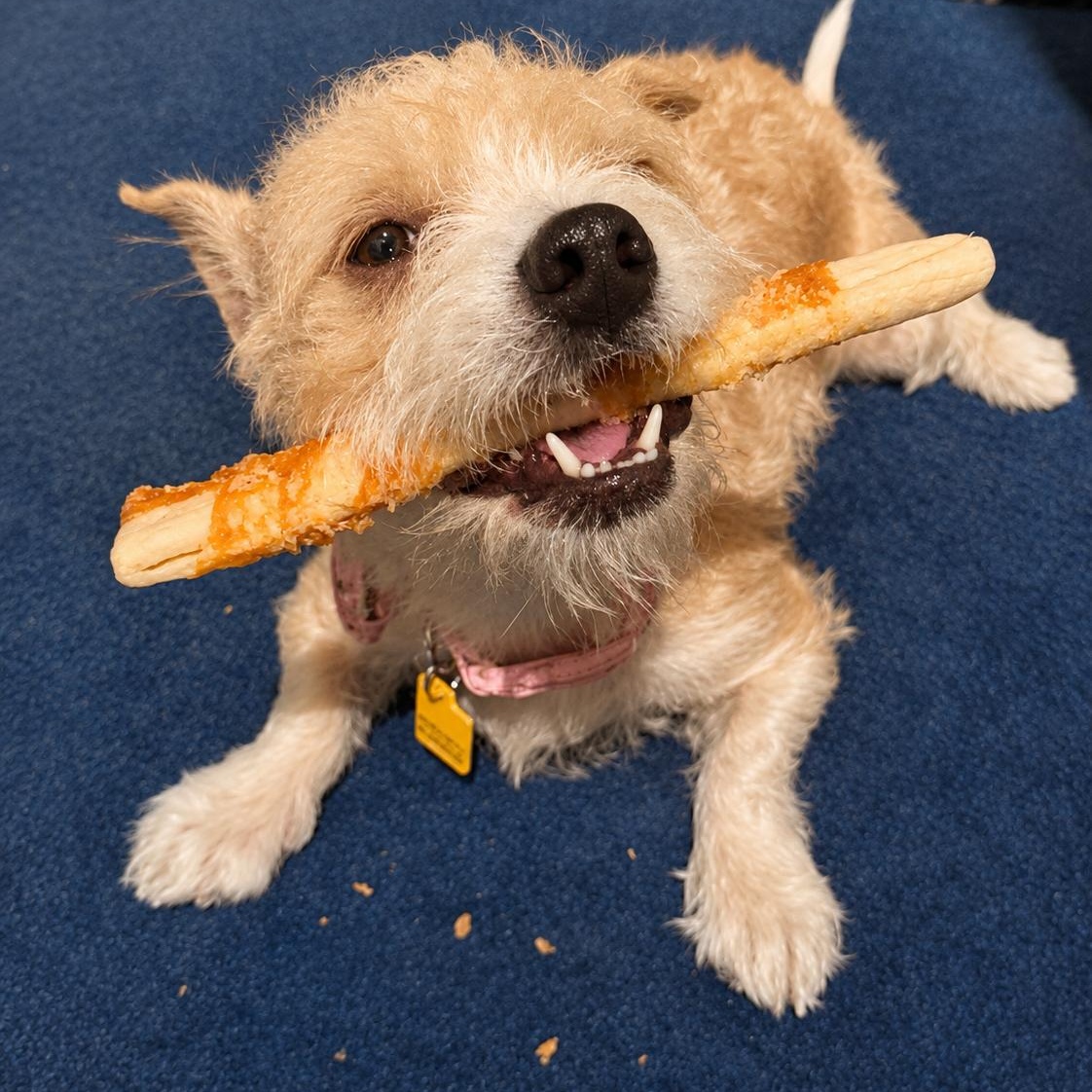 Enlarge Cindy Bear, a ADOPTABLE mixed breed in San Francisco, CA image 3/5