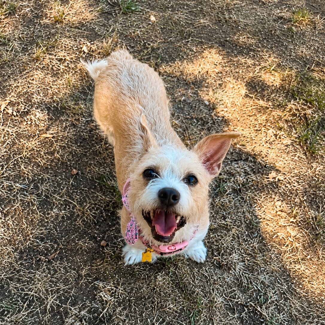 Cindy Bear, ADOPTABLE, Young Female Cairn Terrier.