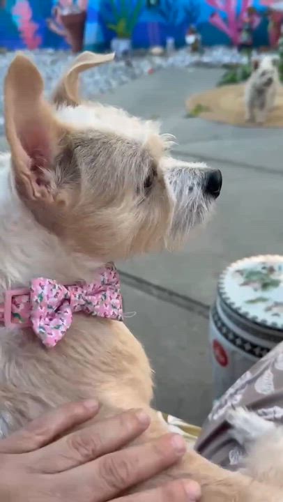 Enlarge Cindy Bear, a ADOPTABLE mixed breed in San Francisco, CA video 5/5