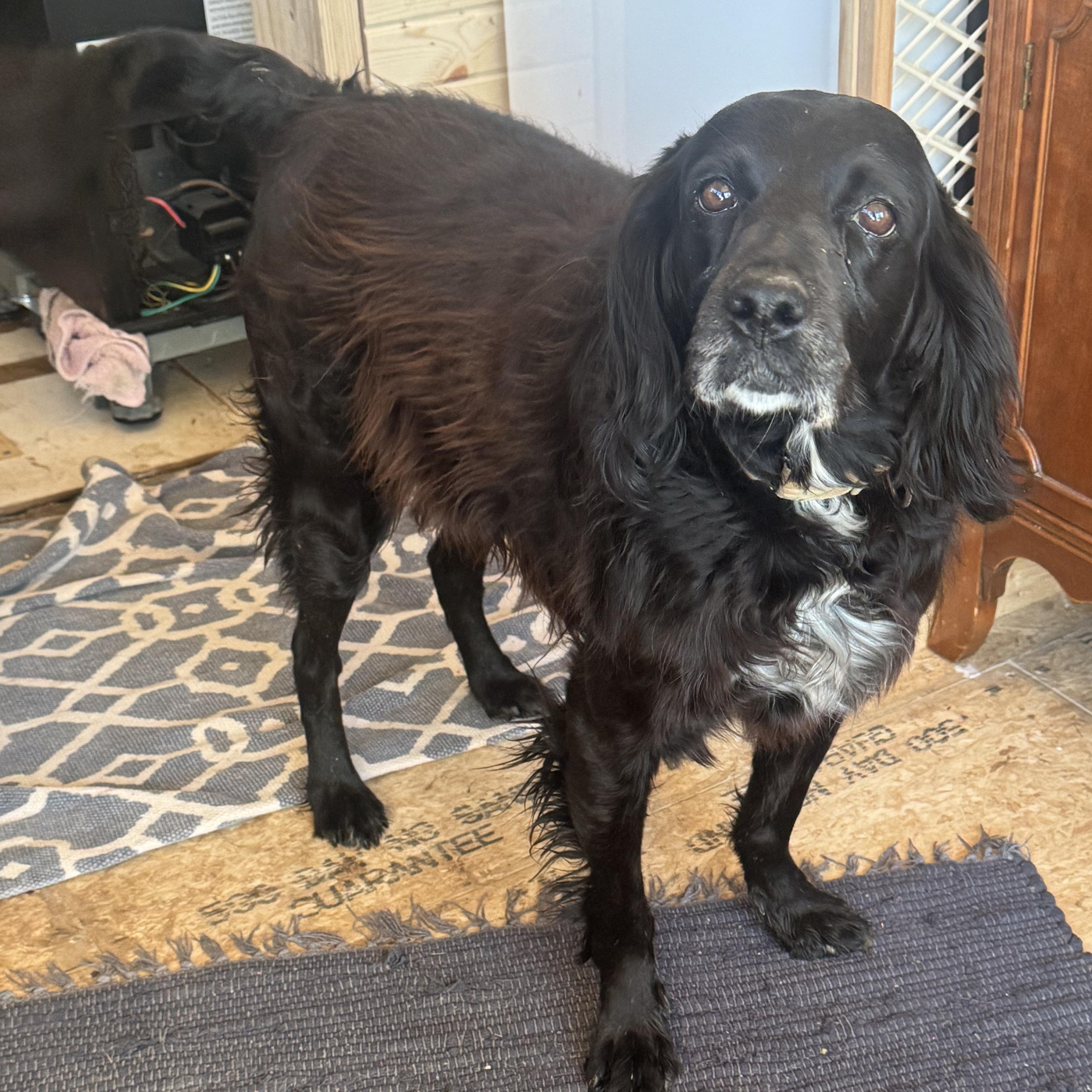 Charlotte , adopted, Adult Female English Springer Spaniel.