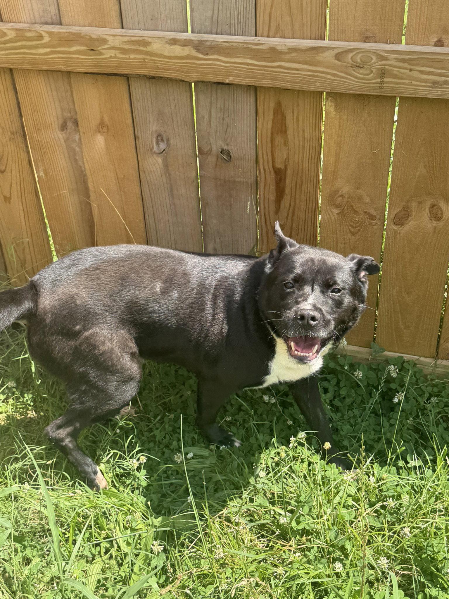 Dax, Adoptable, Adult Male Labrador Retriever & American Staffordshire Terrier.