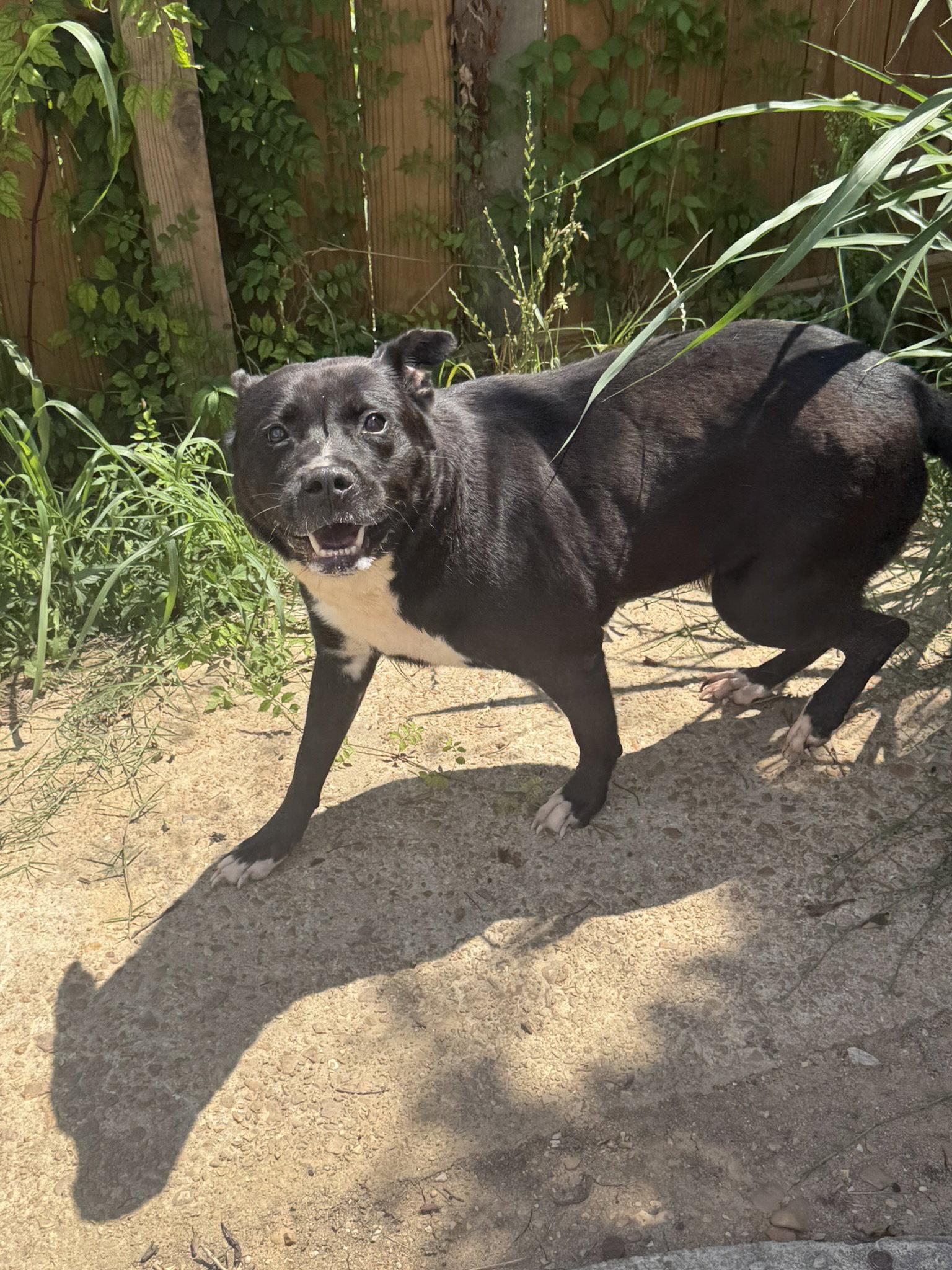 Enlarge Dax, a Adoptable mixed breed in Jackson, MS image 2/3