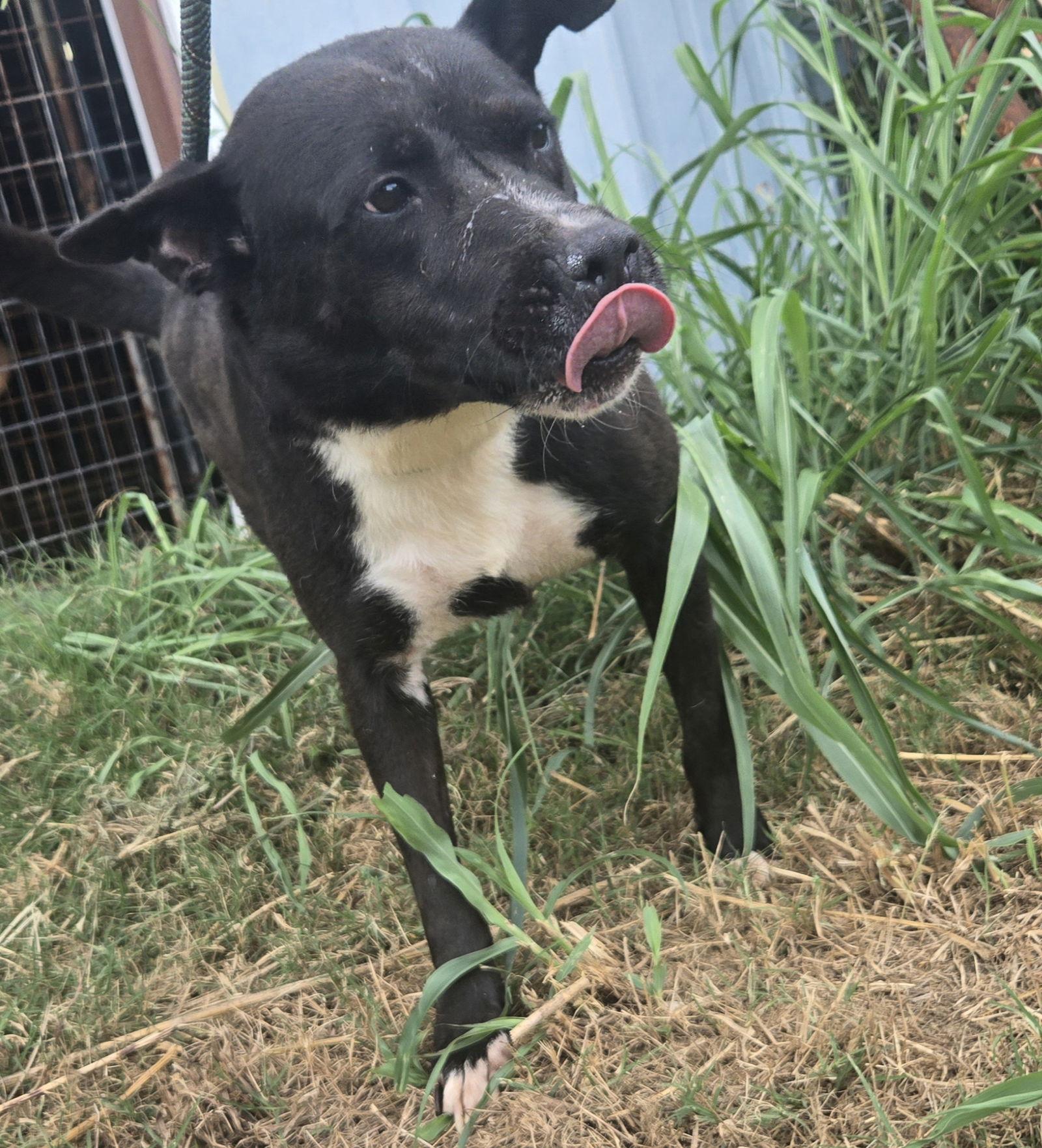 Enlarge Dax, a Adoptable mixed breed in Jackson, MS image 3/3