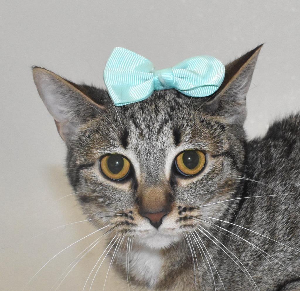 Blossom, a Adoptable mixed breed in Springfield, OH image 2/3
