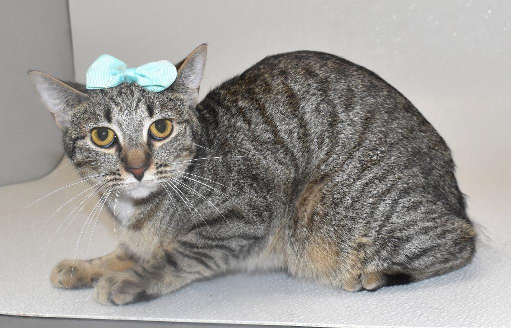 Blossom, a Adoptable mixed breed in Springfield, OH image 3/3