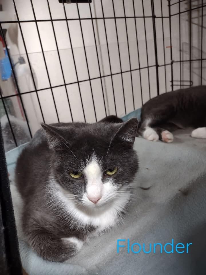 Enlarge Flounder, a Adoptable mixed breed in LIberty, NY image 1/1