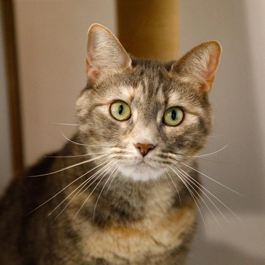 Enlarge Nala 2, a Adoptable mixed breed in Tampa, FL image 1/6