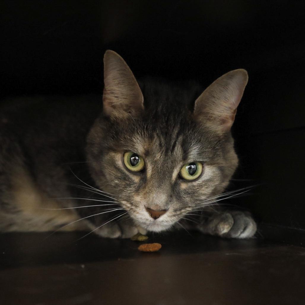 Nala 2, Adoptable, Adult Female Domestic Short Hair & Domestic Short Hair.