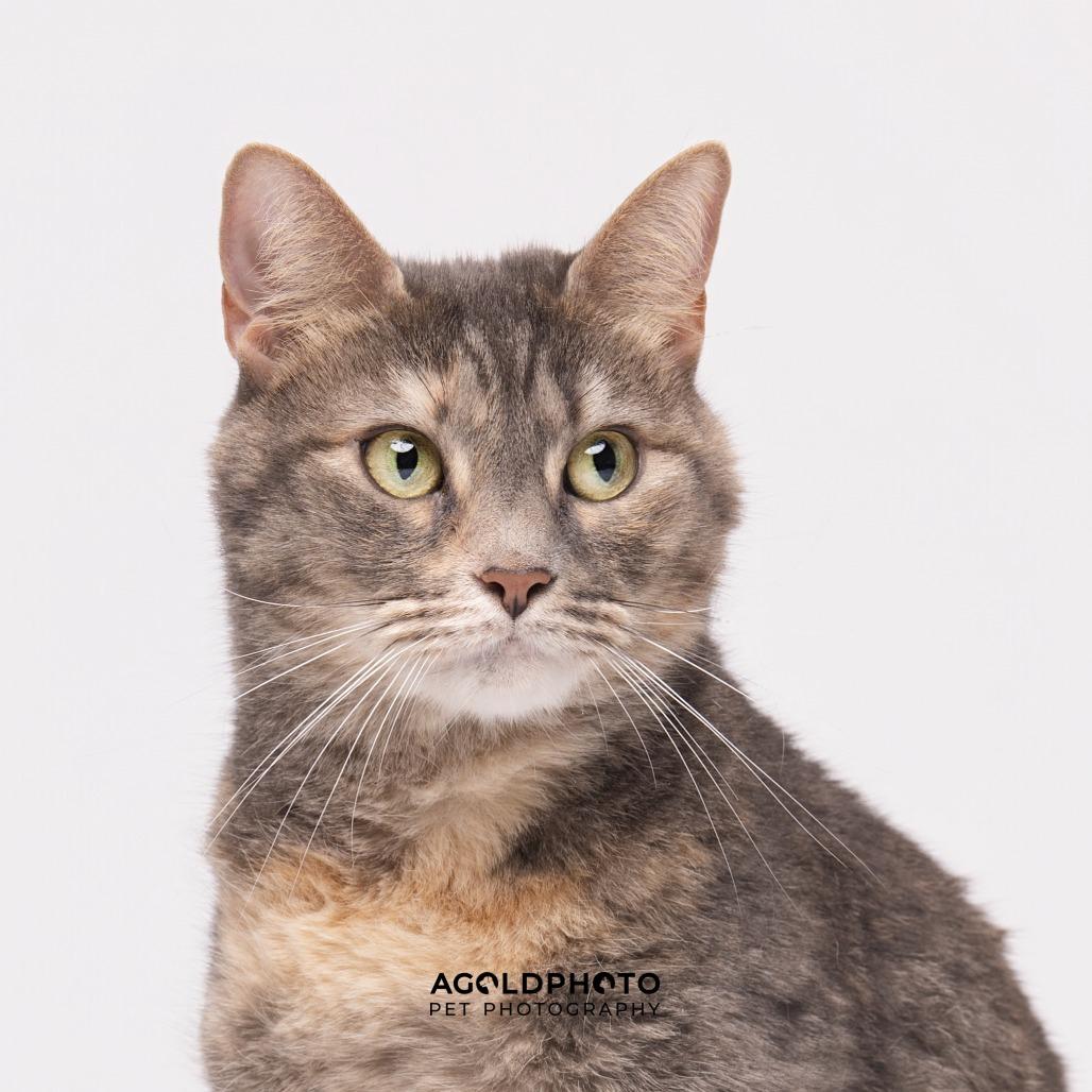 Enlarge Nala 2, a Adoptable mixed breed in Tampa, FL image 2/6