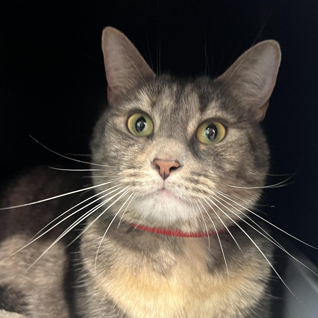 Enlarge Nala 2, a Adoptable mixed breed in Tampa, FL image 2/4