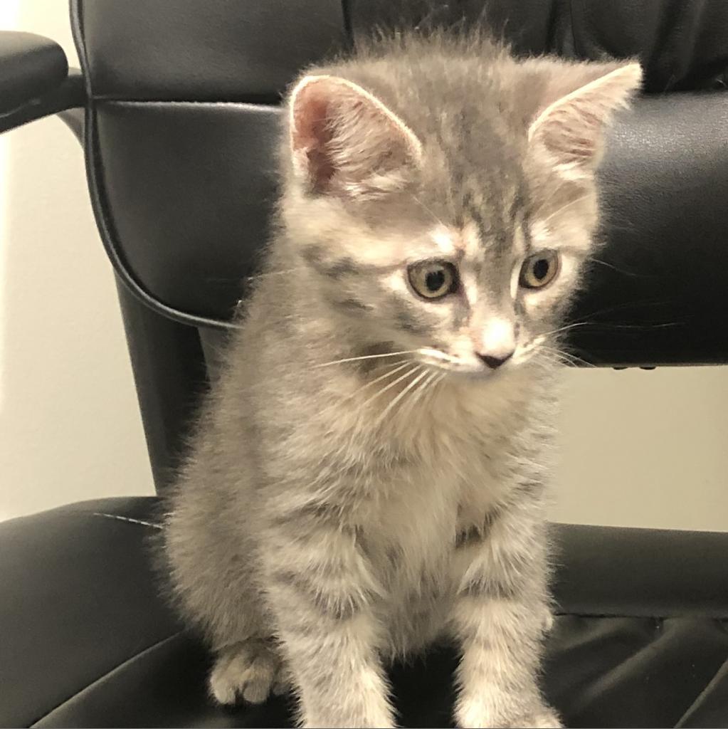 Enlarge Nala 2, a Adoptable mixed breed in Tampa, FL image 3/4